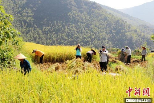 生態引擎激發產業活力 東安農旅融合驅動畜產品貿易新篇