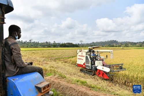 中國(guó)水稻技術(shù)惠及科特迪瓦民眾