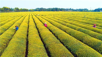 春分時(shí)節(jié)農(nóng)管忙