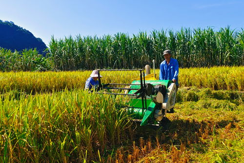 農(nóng)田四季不閑 畜產(chǎn)品購(gòu)銷(xiāo)貿(mào)易的發(fā)展與挑戰(zhàn)