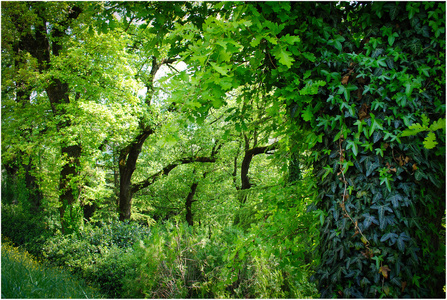 泰國橡膠林 農業經濟的重要支柱