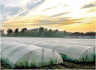 廈門(mén)西瓜專(zhuān)用膜銷(xiāo)售渠道及選購(gòu)建議