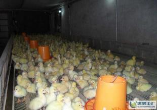 健康7日齡防疫大白鵝 農副產品中的優選品種