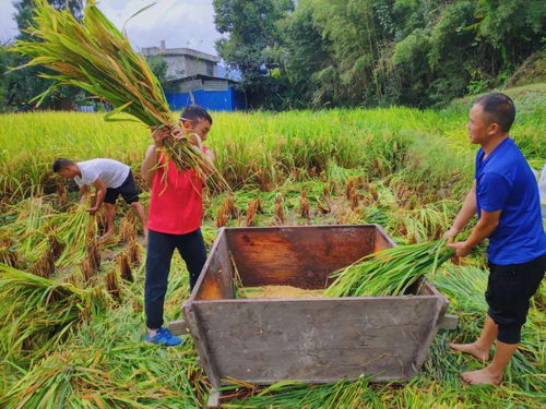 黃平縣千名黨員干部深入田間地頭，全力助農(nóng)搶秋收保豐收