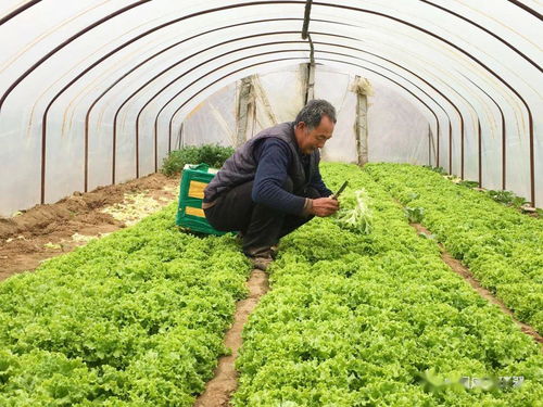 產(chǎn)銷對接顯成效 30噸滯銷蔬菜成功售出，畜產(chǎn)品購銷貿(mào)易同步拓展