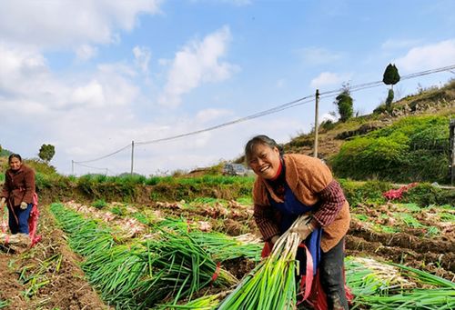 蔥郁龍坪，綠意滿“林”助農(nóng)增收
