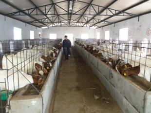 養(yǎng)哪種羊最賺錢(qián)？市場(chǎng)分析與品種推薦